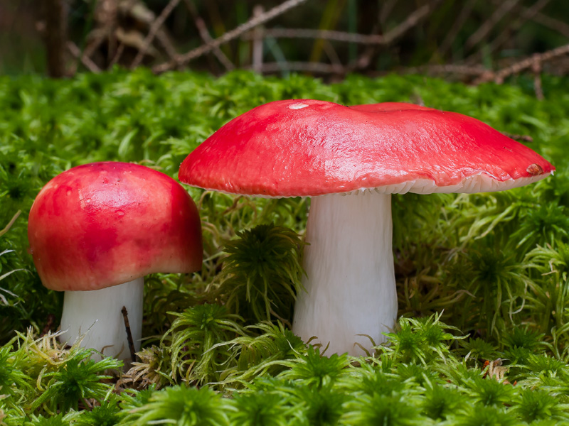 Russula emetica